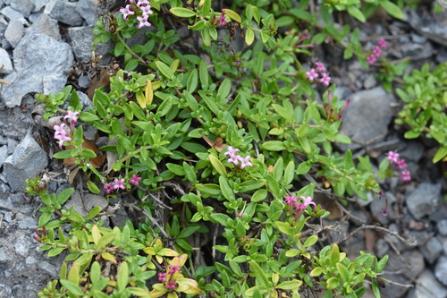 Plocama calabrica, photograph 2