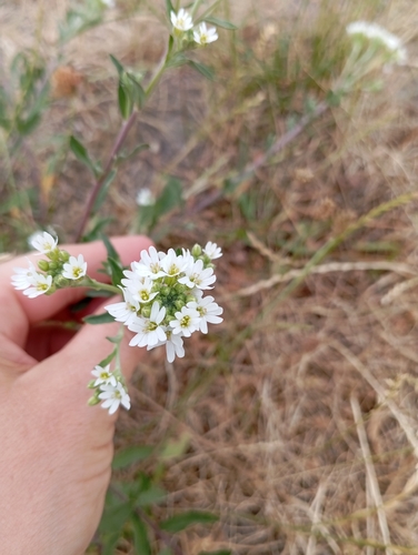 hoary alyssum