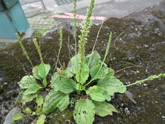 Plantago asiatica