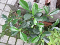 Ficus microcarpa