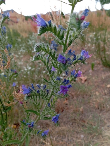 viper's-bugloss