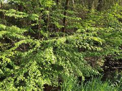 Carpinus tschonoskii