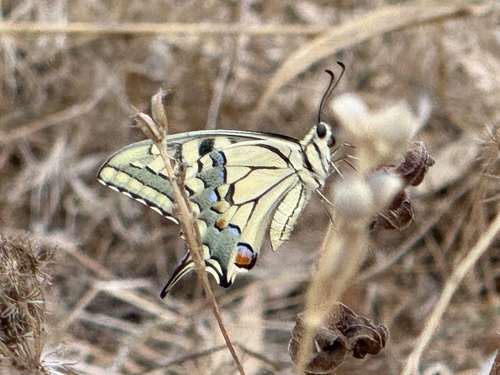 Old World Swallowtail