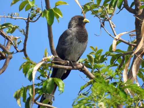 iNaturalist image