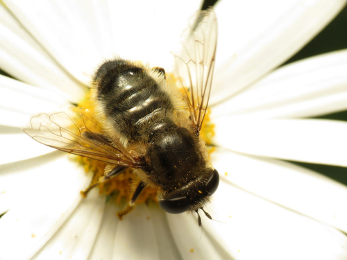 Merodon setosus