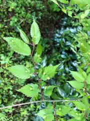 Paracolopha morrisoni