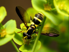 Xanthogramma marginale