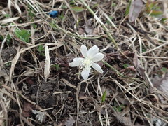 Anemonoides amurensis