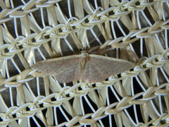 Idaea costaria