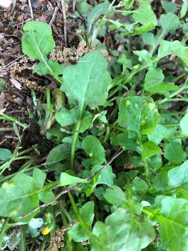 Image of Lapsanastrum humile by (c) Yoshimasa Uchiyama, some rights reserved (CC BY)