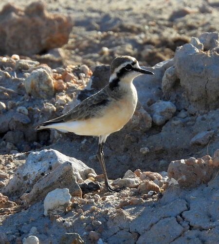 iNaturalist image