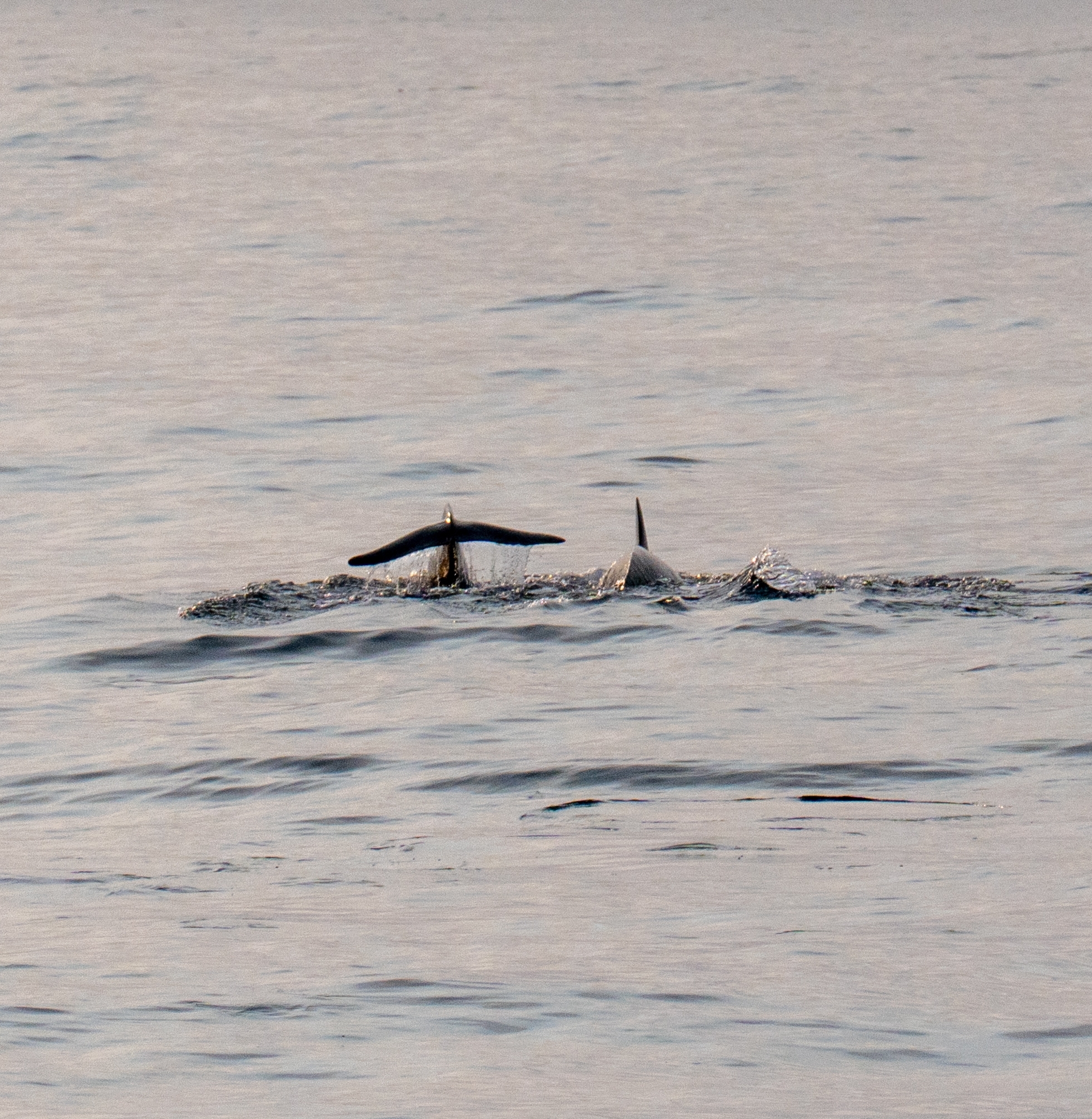 Orcinus orca