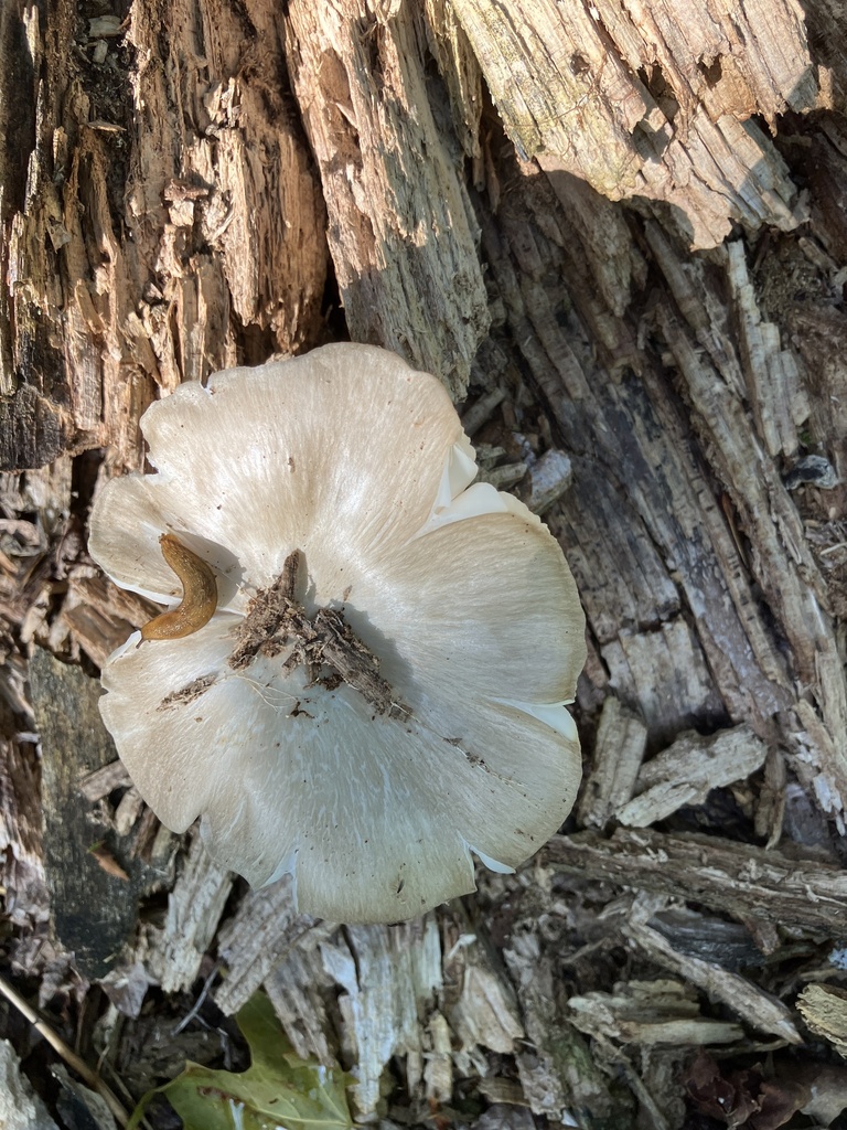 Eastern American Platterful Mushroom · July 2026 · photo: Photo: no rights reserved · iNaturalist