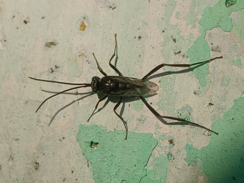 Blue-eyed Ensign Wasp