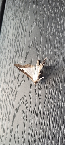 Box Tree Moth