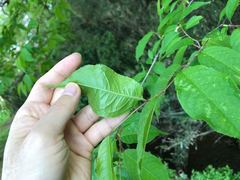 Prunus grayana