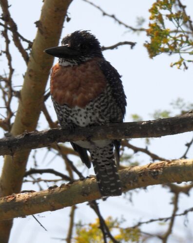 iNaturalist image