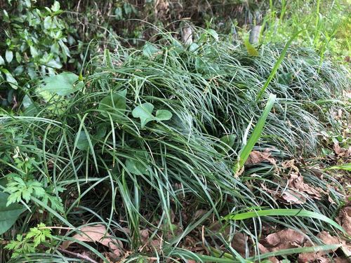 Ophiopogon japonicus