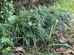 Mondo Grass (Ophiopogon japonicus)