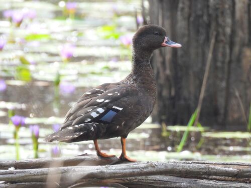 iNaturalist image