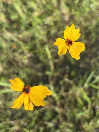 Coreopsis leavenworthii, photograph 6