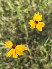 Coreopsis leavenworthii, photograph (c) Josiah Londerée, some rights reserved (CC BY)