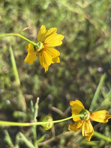 Coreopsis leavenworthii, photograph 5