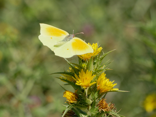 Cleopatra Butterfly