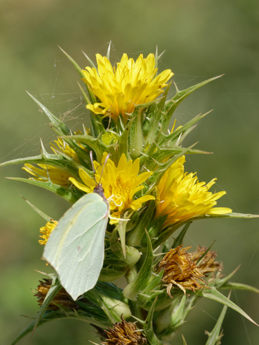 common golden thistle