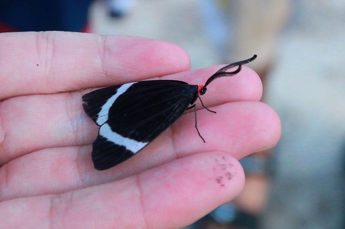 Pidorus atratus