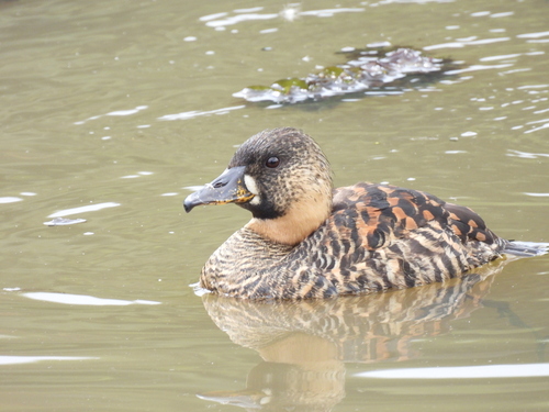 iNaturalist image