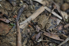 Thiania bhamoensis