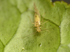 Trichopsocus