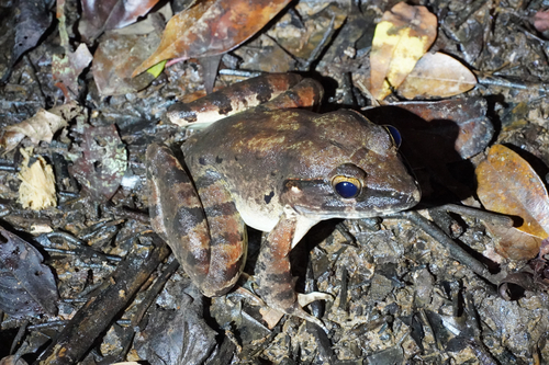 Limnonectes leporinus
