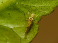 Trichopsocus