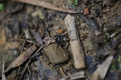 Thiania bhamoensis