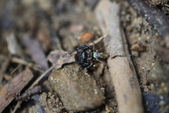 Thiania bhamoensis