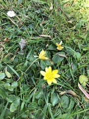 Ficaria verna