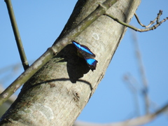 Doxocopa laurentia