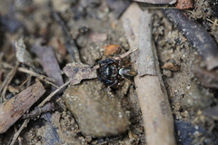 Thiania bhamoensis