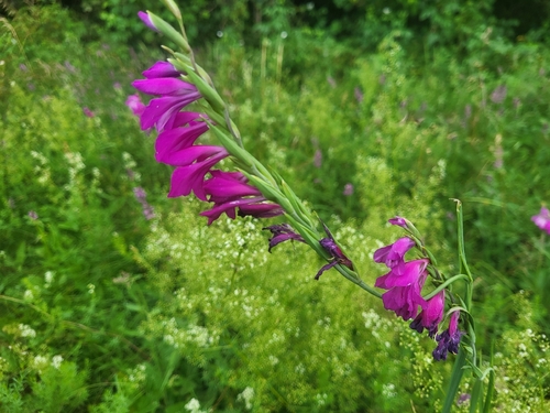 Turkish Marsh Gladiolus