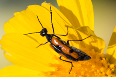 Eupompha elegans perpulchra