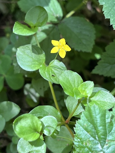 Yellow pimpernel (Lysimachia nemorum)