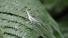 Urceola rosea