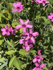 Oxalis articulata