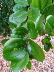 Sarcomphalus domingensis