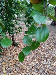 Sarcomphalus domingensis