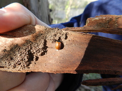 Plagiodera erythroptera