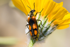 Eupompha elegans perpulchra