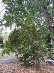 Sarcomphalus domingensis